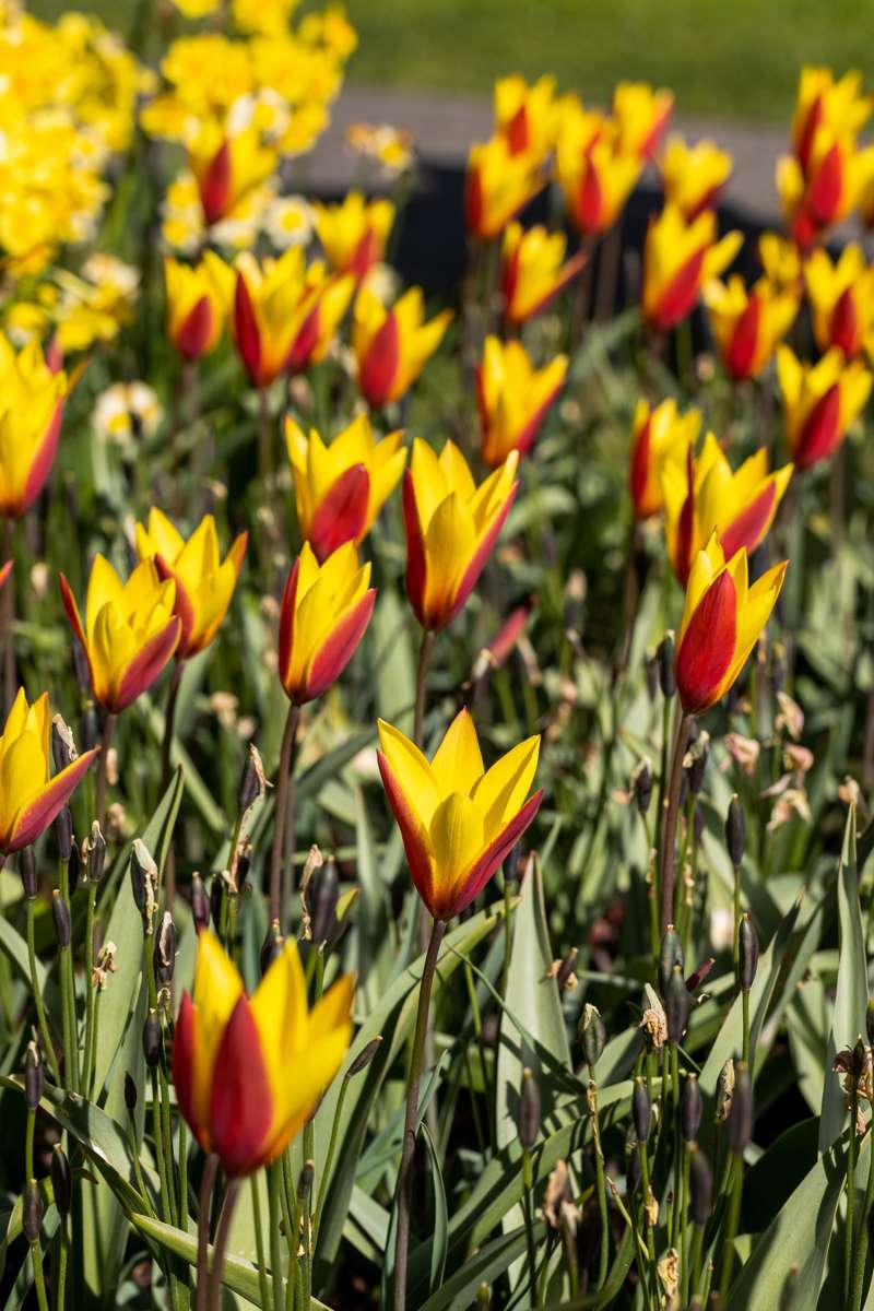 Botanisk Tulipan 'Tubergens Gem'